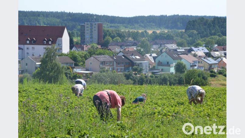 In Erbendorf sind viele Felder zum Selberpflücken stadtnah angelegt. Auch dort wird die Ernte diesmal nicht sehr lange dauern. Bild: szl