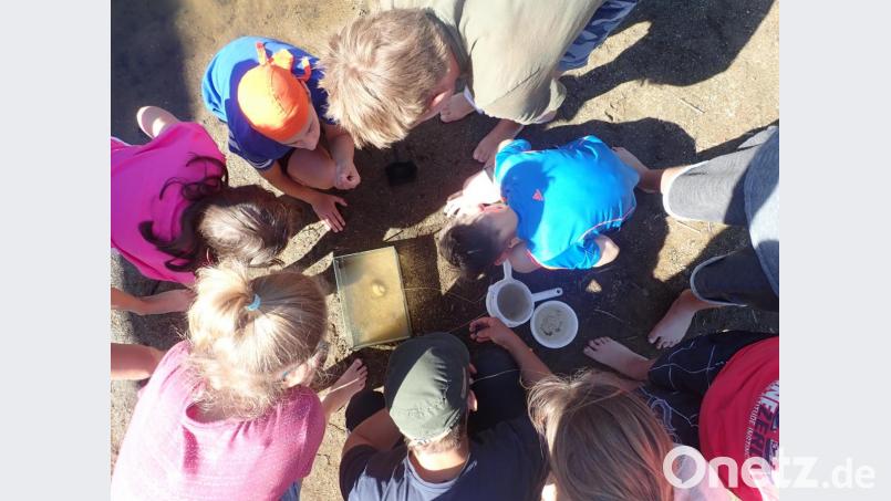 Die Schüler werden bei ihrem Forschungsprojekt fündig. Viele Tierarten bevölkern die Waldnaab. Bild: exb