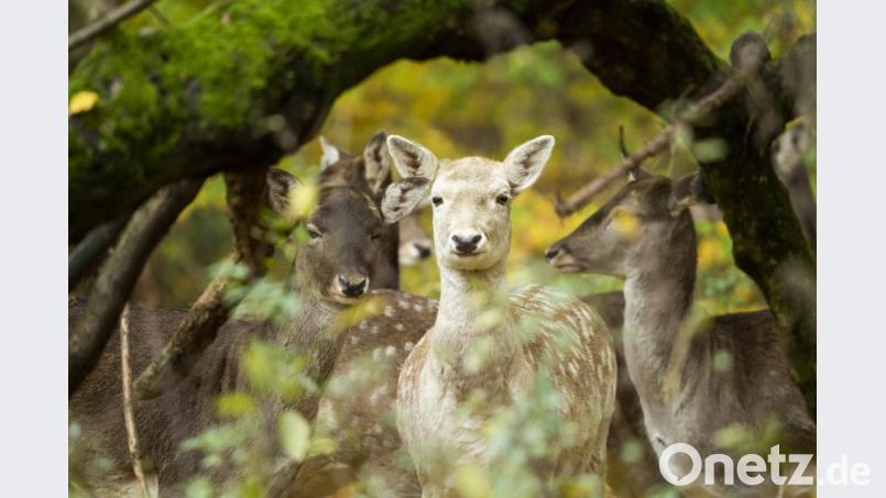 Symbolbild: Damwild in einem Gehege. Bild: Christophe Gateau/dpa