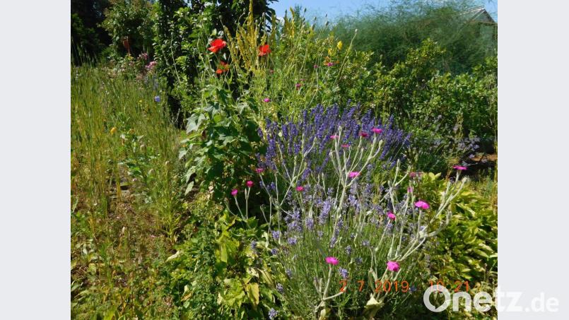 Der Garten von Zenta Meiler. Bild: Jürgen Bisani/exb