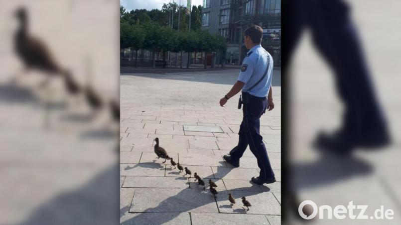 Ein Beamter begleitet die Enten bis zum nächsten Teich. Bild: Polizei Rhein-Kreis-Neuss/dpa