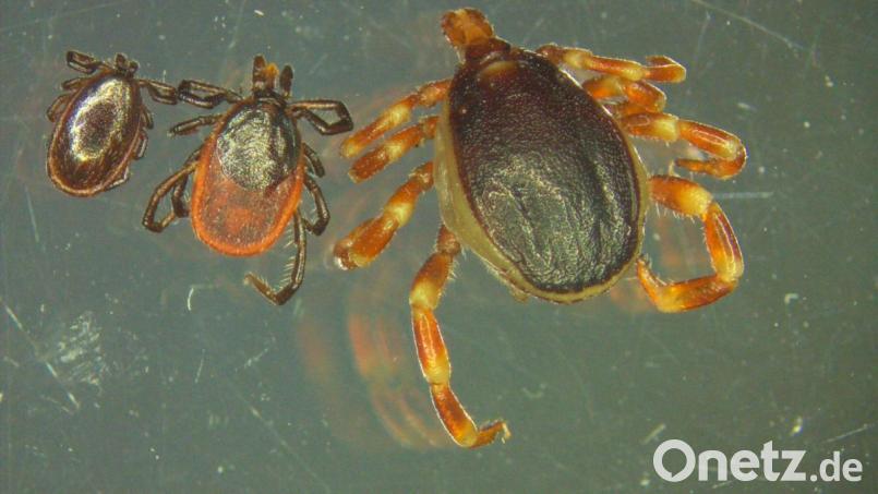 Bis zu dreimal so groß wie ihr europäischer Verwandter, der gemeine Holzbock (links das Männchen, in der Mitte das Weibchen) ist die tropische Zecke Hyalomma (rechts). Bild: Universität Hohenheim/Marco Drehmann