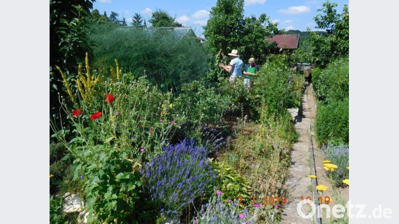 Der Garten von Zenta Meiler. Bild: Jürgen Bisani/exb