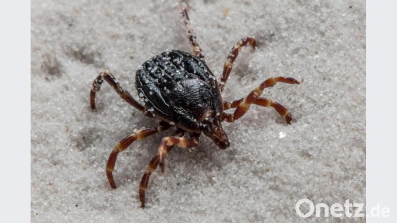 Hyalomma-Zecken können Träger des für Menschen unter Umständen sogar tödlichen Krim-Kongo-Virus sein. Bild: Andrea Schnartendorff