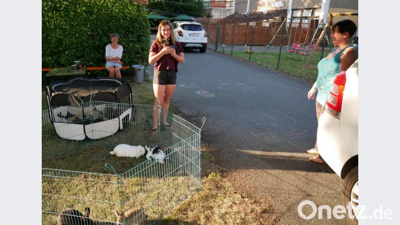 Der Streichelzoo der Familie Schösser ist bei den Kindern beliebt. Bild: gz