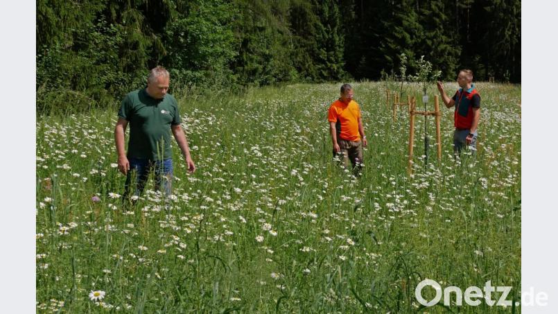 Der Leiter des Forstbetriebs Waldsassen, Norbert Zintl (links), sein Stellvertreter Florian Fischer (rechts) und Revierleiter Dietmar Michalski (Mitte), sind zufrieden mit dem Ergebnis. Auf den angelegten Blühflächen, hier im Revier Hatzenreuth, summt und brummt es bereits mächtig. Bild: tr