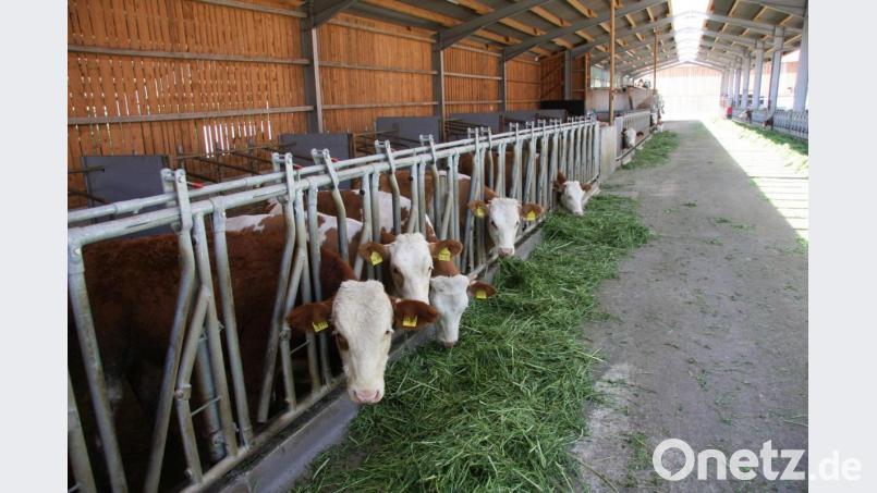 Viel Platz, Licht und immer frische Luft, dazu frisches Gras von den umliegenden Wiesen: die Tiere, die in Thumsenreuth leben fühlen sich wohl. Bild: wro