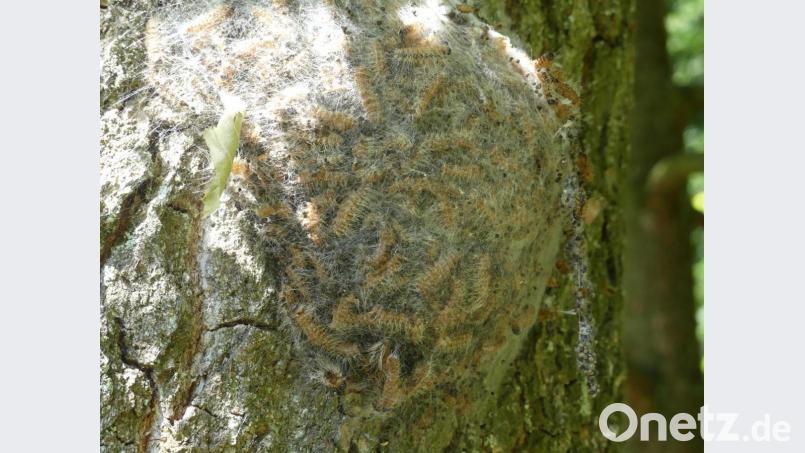 Ein prall gefülltes Nest mit Häutungen des EPS. Gut erkennbar sind dessen lange giftigen Härchen Bild: rn