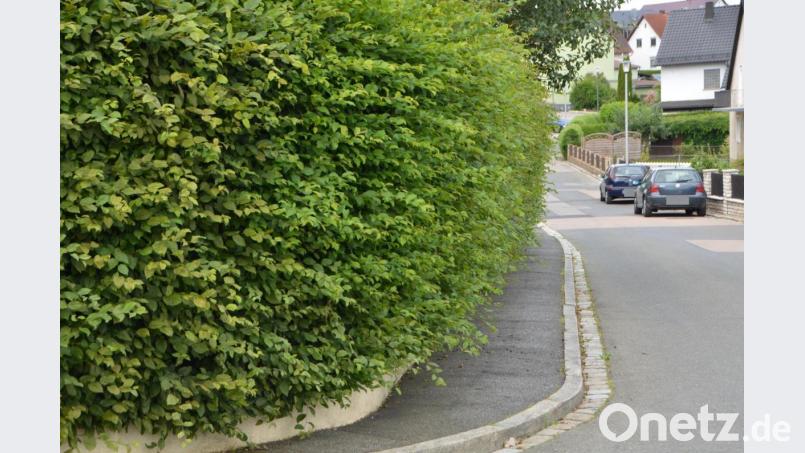 Die Grundstücksbesitzer sollten mehr auf den Heckenzuschnitt achten. Bild: dob
