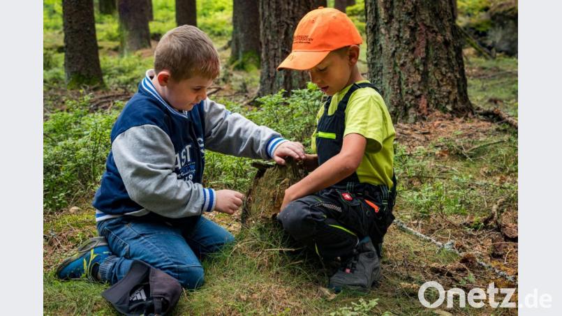 Lukas Nickl und Finn Hautmann untersuchen einen Baumstumpf im neu geschaffenen „Grünen Klassenzimmer“ bei Fichtelberg Bild: exb