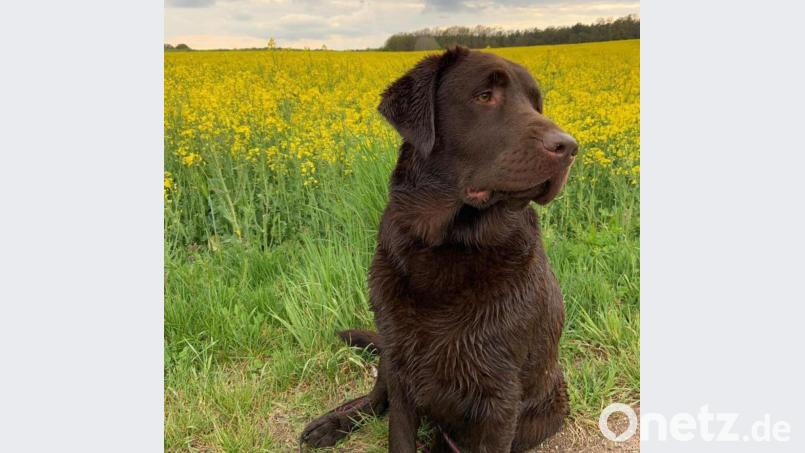 Hündin Ondra hatte Glück - sie hat beim Gassigehen einen Giftköder gefressen. Weil ein Tierarzt sofort eingegriffen hat, geht es ihr jetzt schon wieder gut. Bild: Polizei Sulzbach-Rosenberg