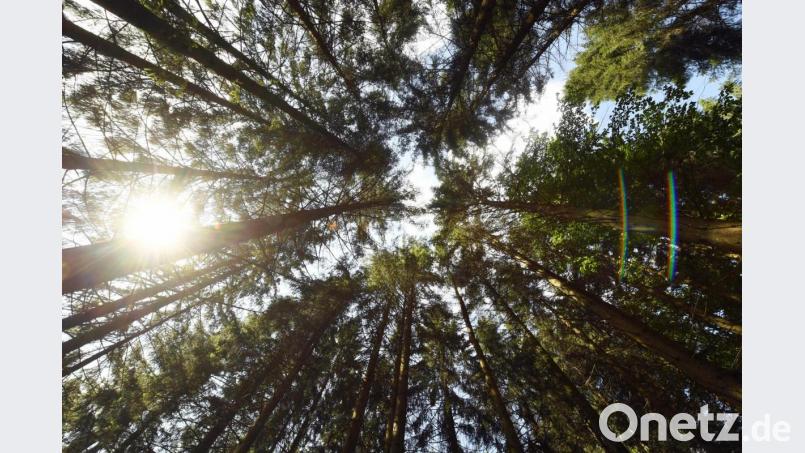 Eine Aufforstung des Staatswaldes ist einer der Pläne Markus Söders zum verstärkten Klimaschutz. Bild: Uli Deck/dpa