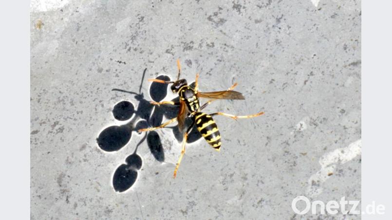 Eine französische Feldwespe. Bild: bkr