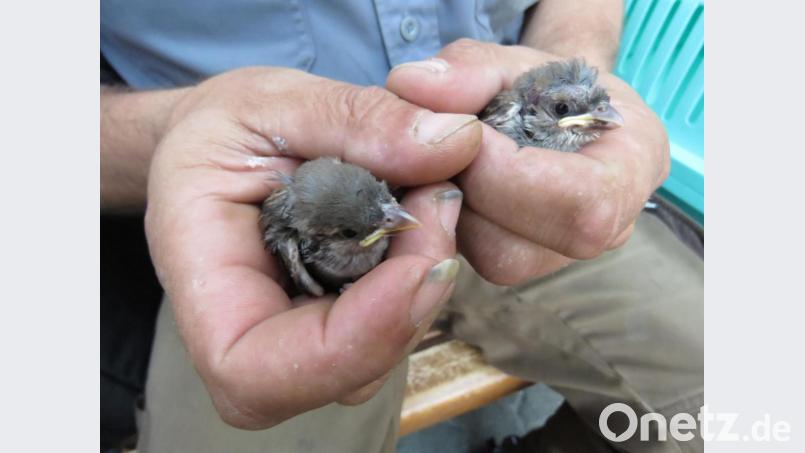 Lieber den Spatz in der Hand als hilflos in der Regenrinne. Der Tirschenreuther Dieter Brandl zieht derzeit junge Spatzen auf. Einen hat die Feuerwehr aus Weiden aus einer Regenrinne gerettet. Bild: ubb