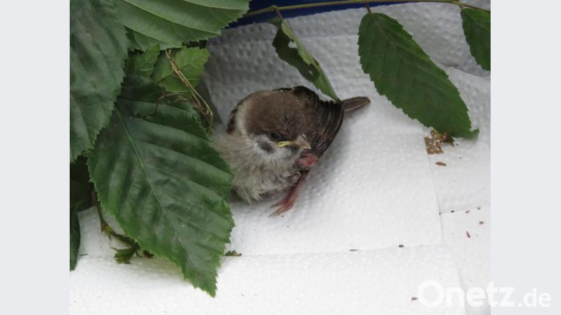Das Weidener Spatzenkind darf nach der spektakulären Rettungsaktion in der Tirschenreuther Zoohandlung bei Dieter Brandl in Ruhe wieder gesund werden. Bild: ubb