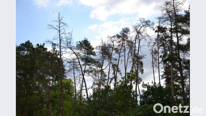 Gespenstisch wirken die Baum-Gerippe zwischen den noch lebenden Bäumen. Hitze und der Borkenkäfer setzen den Wäldern im Vierstädtedreieck zu - so wie hier in der Nähe von Hütten. Bild: Anne Wiesnet