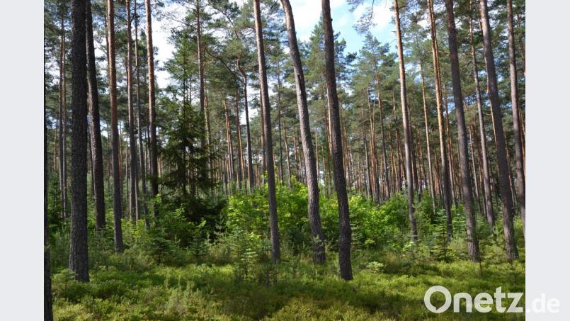 In diesem Waldstück nahe Grafenwöhr experimentiert Förster Martin Gottsche mit neuen Baumarten, die in der Region bislang nicht unbedingt beheimatet waren. Er will so mehr Schatten und verschiedene Pflanzenhöhen in den Wald bringen und sehen, wie sich dieser entwickelt. Bild: Anne Wiesnet