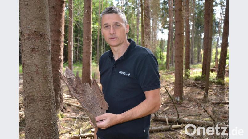 Förster Martin Gottsche ist über das Ausmaß des Borkenkäfer-Befalls erschrocken. Der Käfer hat sich in vielen Bäumen in der Region eingenistet, unter anderem auch bei Riggau. Die Bäume müssen alle gefällt werden. Bild: Anne Wiesnet