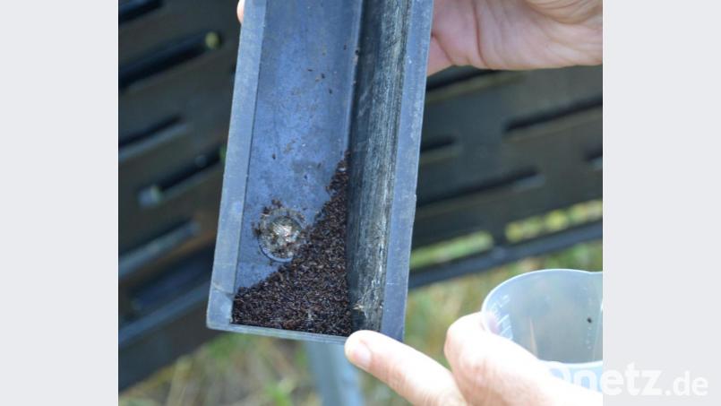 Tausende Borkenkäfer wurden durch Pheromone in eine Messstation bei Eschenbach gelockt. Auf diese Weise hat Förster Martin Gottsche die Befallsentwicklung im Blick. Bild: Anne Wiesnet