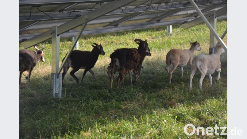 Neun Schafe sollen dafür sorgen, dass das Pflanzenwachstum die Anlage nicht beeinträchtigt. Bild: jr
