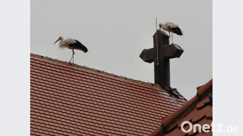 Meister Adebar verschwand auch wieder mit seiner Gattin vom Kirchendach. Bild: gi