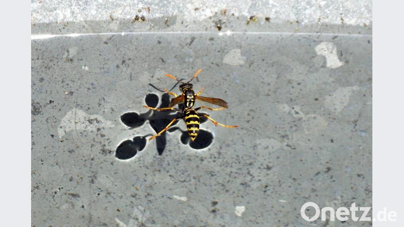 Eine französische Feldwespe. Bild: bkr