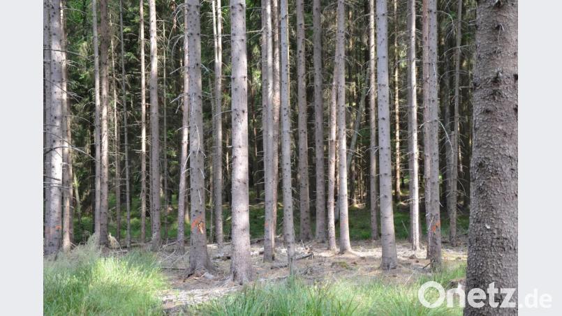 Die orange markierten sind nur ein paar der Bäume bei Riggau, die wegen des Borkenkäfers und der Hitze gefällt werden müssen. Bild: Anne Wiesnet