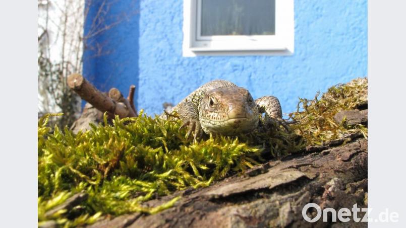 Zaunechsen – wie hier auf dem Symbolbild zu sehen – wurden im Bereich des neuen Baugebietes gefunden. Sie müssen nun umgesiedelt werden. Bild: Hirsch