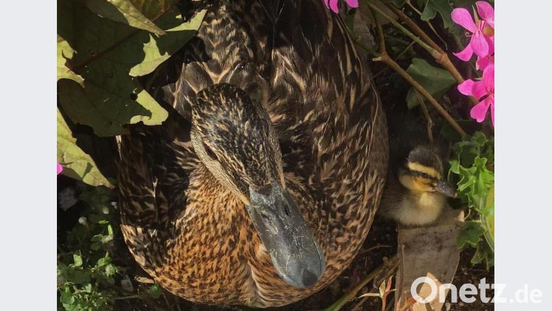 Die stolze Mama mit einem ihrer frisch geschlüpften Jungen. Bild: Halka Hühn/exb