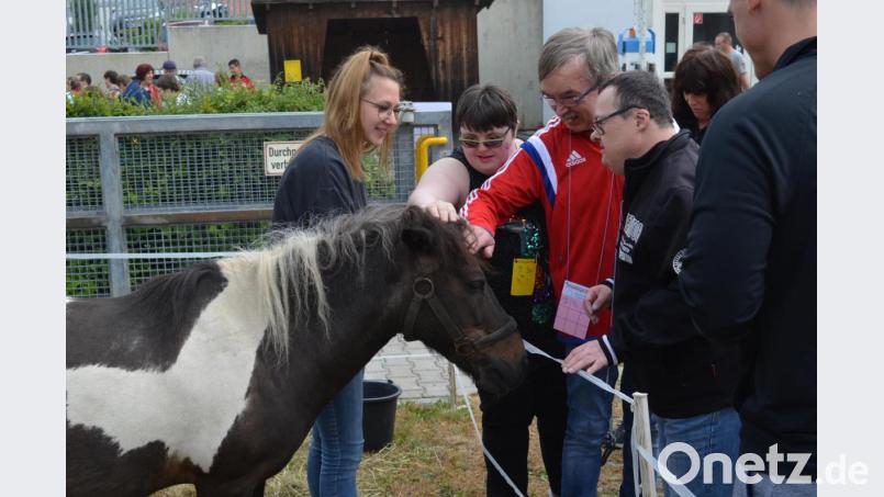 500 Streicheleinheiten an einem Tag genießt das Pony. Bild: fz