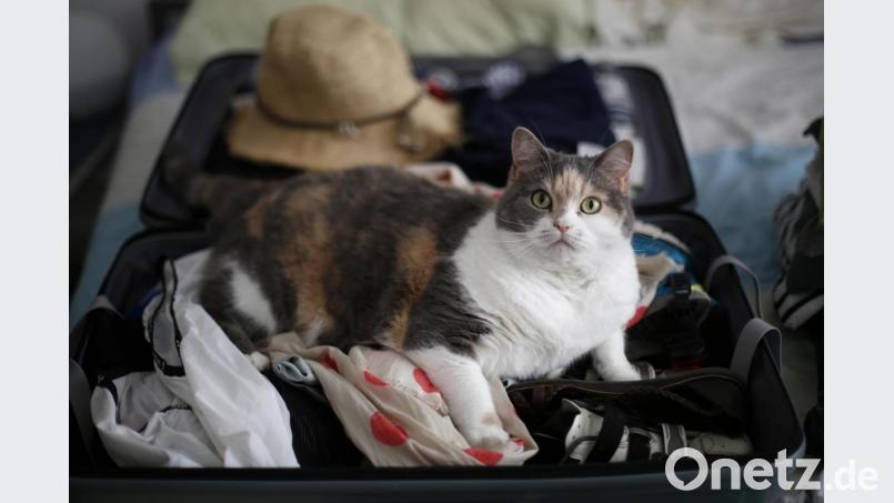 Im Koffer kann das Haustier natürlich nicht mit in den Urlaub fahren. Wer mit seinem Tier verreist, muss frühzeitig eine ganze Menge Vorbereitungen treffen. Bild: agentur_dpa