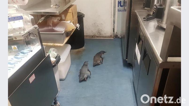 Gleich zweimal hat die Polizei in Neuseeland ein Pärchen Zwergpinguine aufgegriffen. Bild: Shawnee Kim/dpa