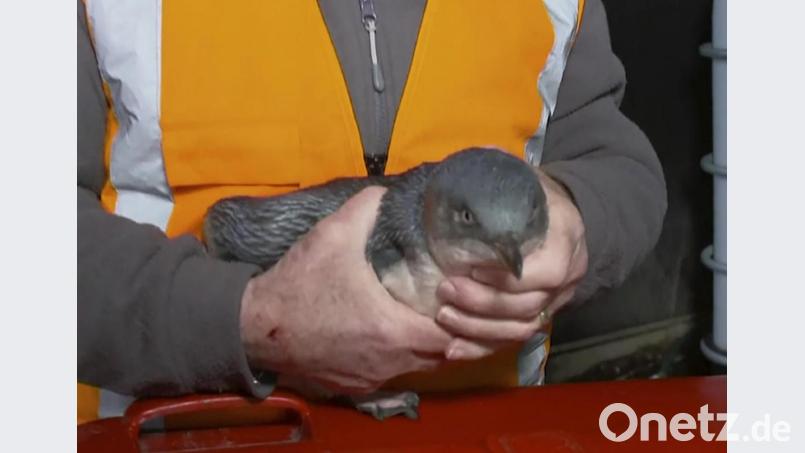 Mitarbeiter der Naturschutzbehörde haben das Pärchen in einer Nistbox nahe dem Hafen untergebracht - samt Zweigen und Gräsern für den Nestbau. Bild: Uncredited/TVNZ/AP/dpa