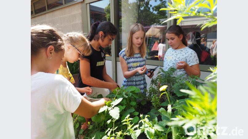 Schülerinnen der 5.Klasse ernten Kräuter im Schulgarten. Bild: Elly-Heuss-Gymnasium