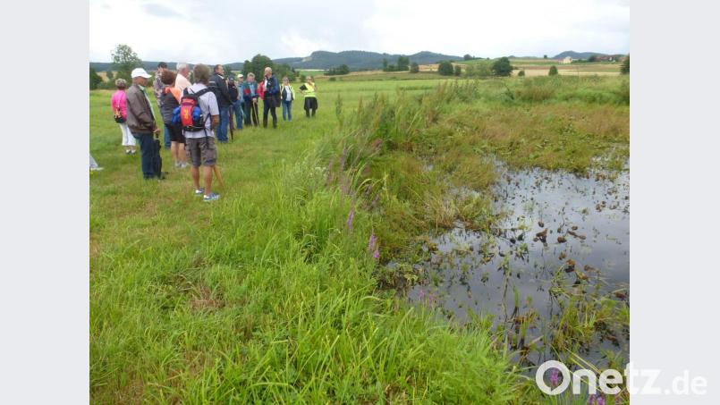 Auch zu Altwassern und Tümpeln der Schwarzach führte die Bayern-Tour. Beim Weg durch die Flussauen erfuhren die Teilnehmer Wissenswertes rund um Fauna und Flora. Bild: mad