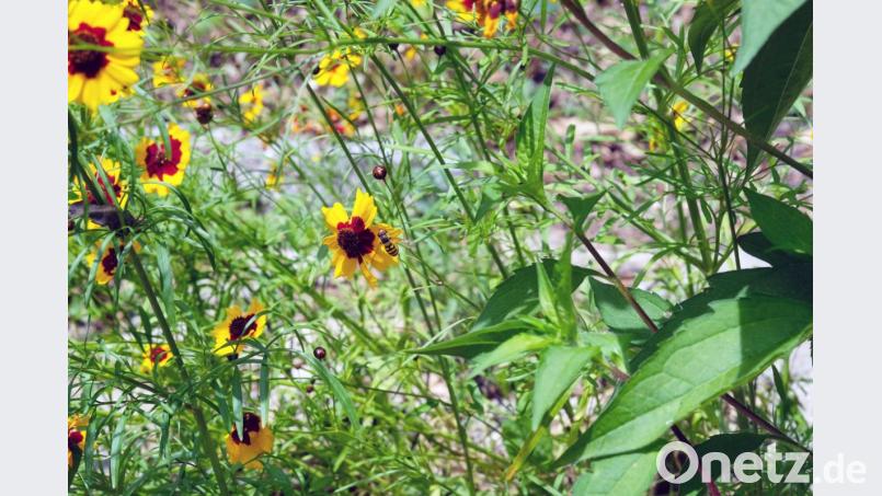 Im Naturgarten von Susanne Schwab. Bild: Emily Glökler