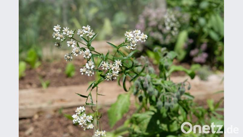 Im Naturgarten von Susanne Schwab. Bild: Emily Glökler