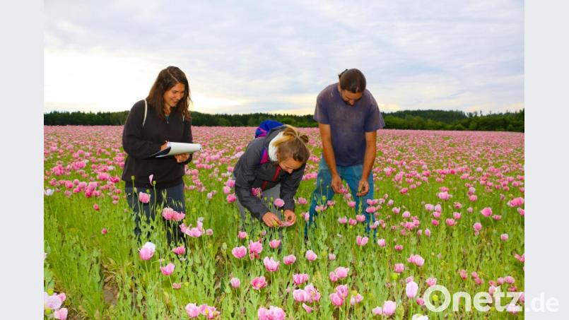 Das Vorkommen von Insekten auf Mohnblüten erforschten in Friedenfels im Auftrag der Uni Bonn Mareen Geyer und Rosa Albrecht (von links). Mohn-Pionier und Bio-Bauer Josef Schmidt (rechts) unterstützte die Arbeiten der beiden Forscherinnen und freut sich auf die Auswertungen und Ergebnisse, die die Universität in einigen Wochen liefern wird. Bild: bsc