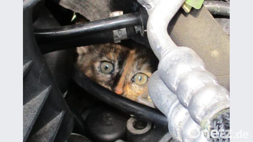 Aus den Tiefen des Motorraums blickte das Kätzchen seinen Rettern entgegen. Bild: Feuerwehr Tirschenreuth