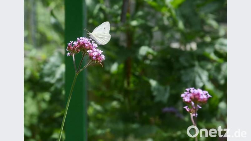 Im Naturgarten von Susanne Schwab. Bild: Gabi Schönberger