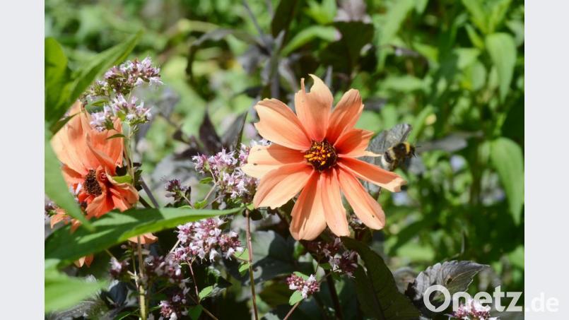Im Naturgarten von Susanne Schwab. Bild: Gabi Schönberger