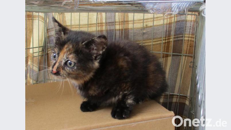 Der gerettete Stubentiger kam bis zur Übergabe an seine Besitzer in eine Transportbox. Bild: Feuerwehr Tirschenreuth/exb