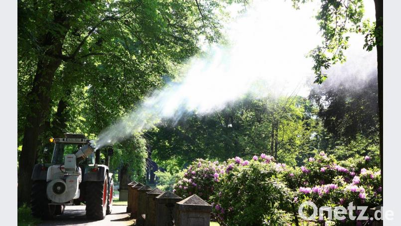 Das Besprühen der Eichen im Stadtgraben und den angrenzenden Flächen im Frühjahr hat etwas gebracht. Hier ist der Eichenprozessionsspinner kein Problem mehr. Bild: Wolfgang Steinbacher