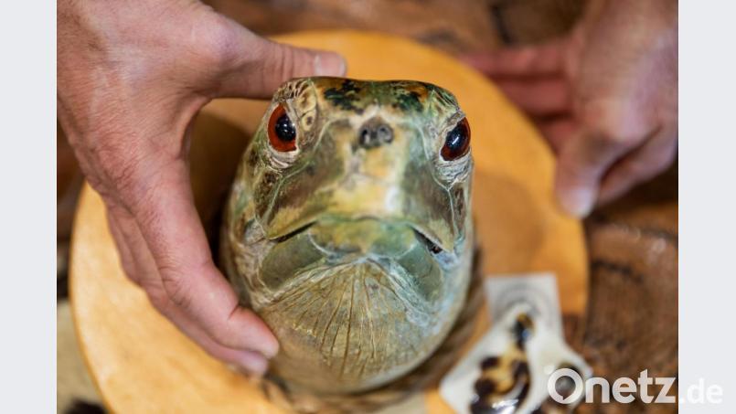 Ein vom Zoll beschlagnahmter Kopf einer Meeres-Schildkröte. Bild: Daniel Karmann/dpa