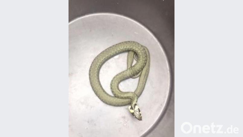 Die Beamten der Polizei Kemnath erkannten sofort, dass es sich bei der Schlange im Treppenhaus einer Kemnatherin um eine ungiftig Ringelnatter handelte. Nach dem Einfangen entließen die Polizisten das Tier wieder in den Flötzbach. Bild: Polizeiinspektion Kemnath/exb