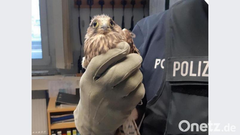 Auf Hinweis einer Autofahrerin engagieren sich zwei Weidener Bundespolizisten als Falkenretter. Sie bringen den flugunfähigen Greifvogel in die LBV-Vogelauffangstation nach Regenstauf. Dort scheint sich der junge Turmfalke inzwischen gut erholt zu haben. Bild: Bundespolizei Weiden