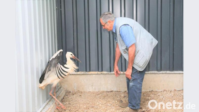 Storchenbetreuer Hubert Schmid hat den Pleysteiner Jungstorch in eine Pflegestation in Regenstauf gebracht. Bild: tu