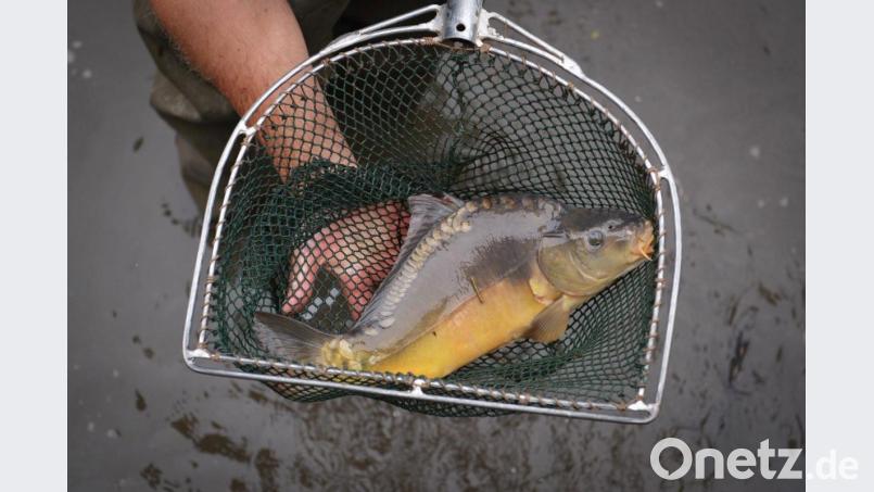 Entwarnung im Umweltausschuss des Kreistags: Einheimische Fische können weiterhin unbedenklich verspeist werden.Das Arzneimittel Malachitgrün, das andernorts von Fischzüchtern verbotswidrig eingesetzt wird, ist im Landkreis Schwandorf nicht nachzuweisen. Ein Antrag der ÖDP hatte entsprechende Untersuchungsergebnisse nun öffentlich werden lassen. Bild: exb