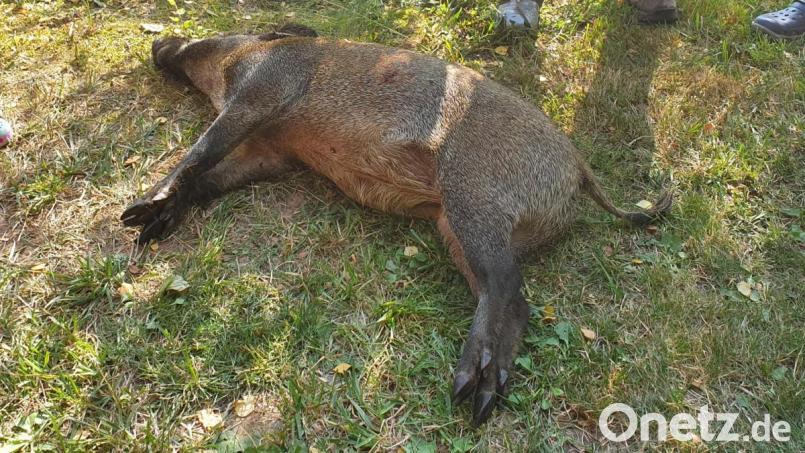 Das Wildschwein überlebte den Sprung in den Weiher nicht. Bild: gri