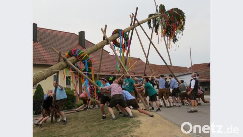 Die Kirwaburschen und ihre Helfer müssen sich ganz schön einspreizen, um den Baum mit Muskelkraft in die Senkrechte zu wuchten. Bild: Köppl